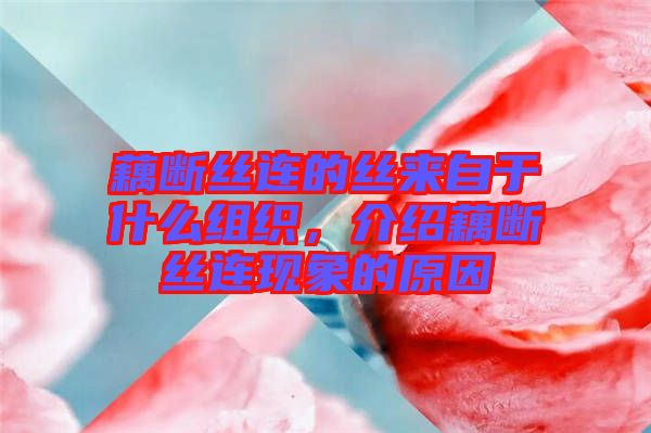 藕斷絲連的絲來(lái)自于什么組織，介紹藕斷絲連現(xiàn)象的原因