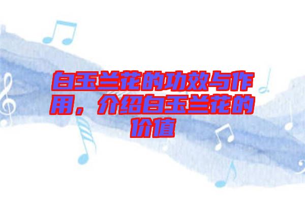 白玉蘭花的功效與作用，介紹白玉蘭花的價值