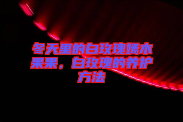 冬天里的白玫瑰嫣木果果，白玫瑰的養(yǎng)護(hù)方法