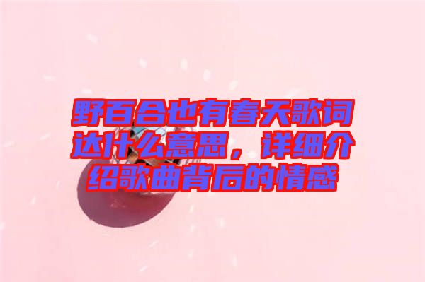 野百合也有春天歌詞達(dá)什么意思，詳細(xì)介紹歌曲背后的情感